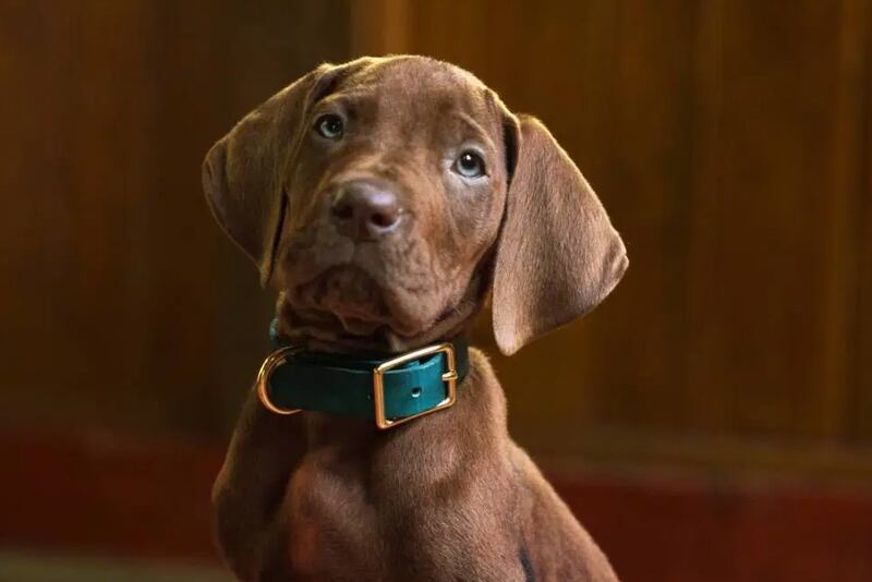 Scooby Doo