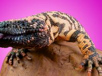 articles/2016/04/08/the-greatest-hope-for-diabetes-is-the-gila-monster-and-it-s-about-to-go-extinct/160407-arnold-diabetes-gila-monster-tease_ubuxkv