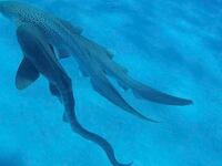Three spotted leopard sharks mate on the sea floor.