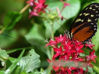 butterflies_n93pzx