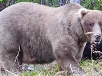 Heavy bear named Grazer