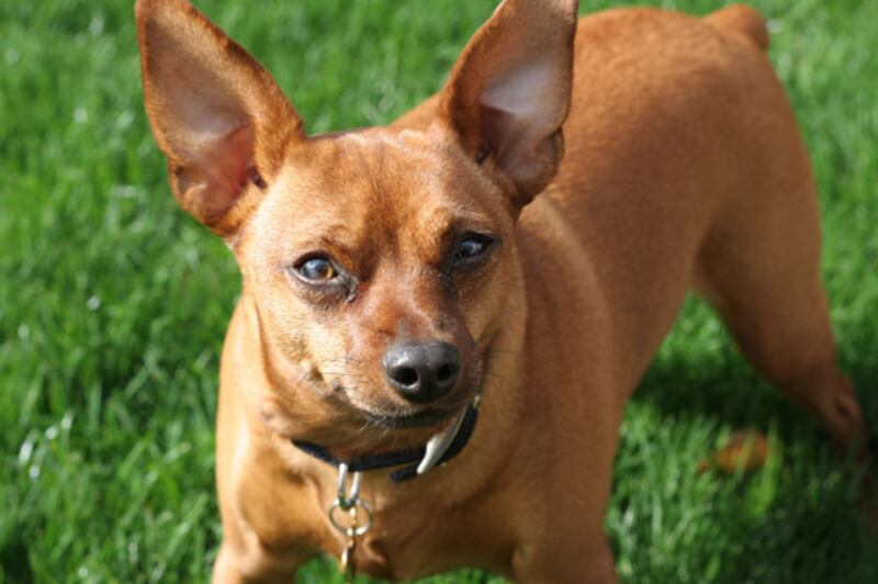 galleries/2010/10/29/dangerous-dogs/dangerous-dogs---mini-pinscher_yiz1lo