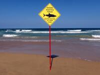 A sign warning beachgoers of a shark sighting