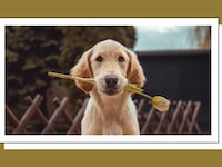 A golden retriever puppy holding a yellow tulip in its mouth, posed in front of a wooden lattice fence outdoors. The photo is styled with a white border frame on a dark olive/gold background.
