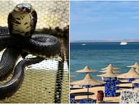 Hurghada/Egyptian Cobra