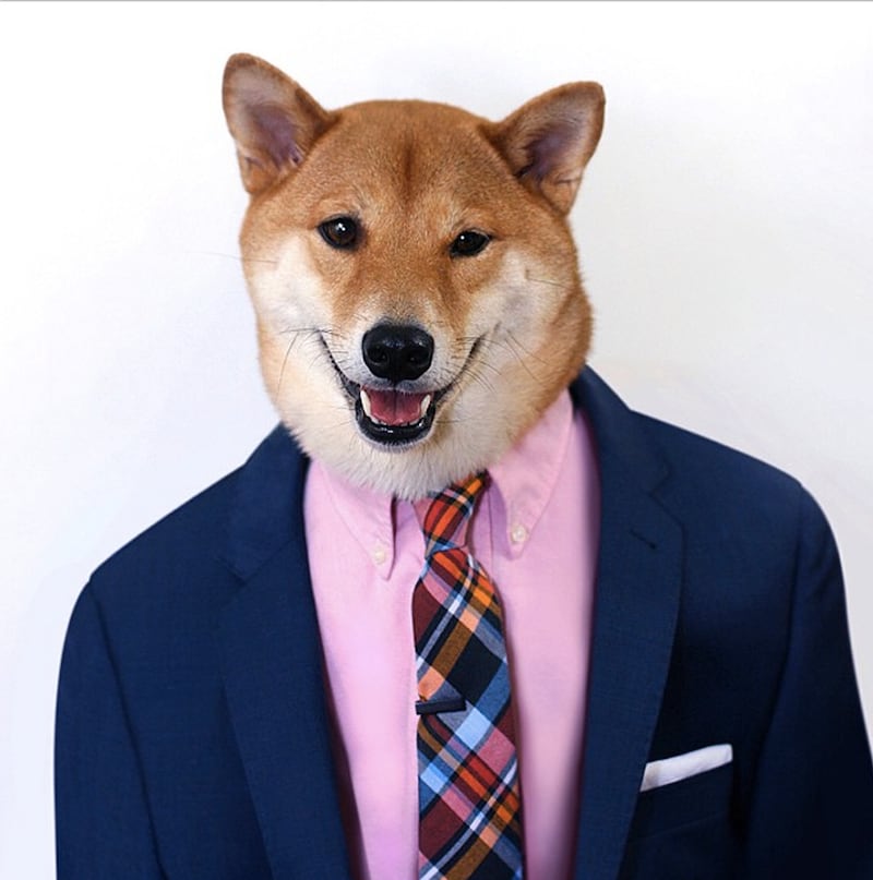 galleries/2013/08/13/the-11-best-dressed-dogs-of-instagram-photos/mensweardog-insta_su3cmd