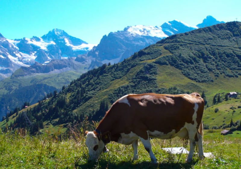 galleries/2011/01/03/animal-mysteries/animal-mysteries---cattle-suicide_kbyaei
