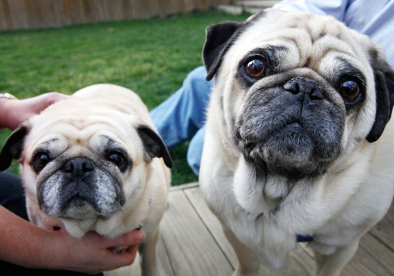 galleries/2010/10/29/dangerous-dogs/dangerous-dogs---pug_falr08
