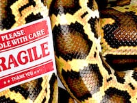 articles/2017/04/07/you-can-now-legally-ship-your-enemy-a-20-foot-man-eating-python/170407-del-valle-shipping-snakes-tease_sbvnl5
