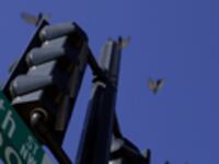 articles/2008/12/03/in-defense-of-sleazy-lobbyists/keen-k-street-lobbyists_6489_fupvma
