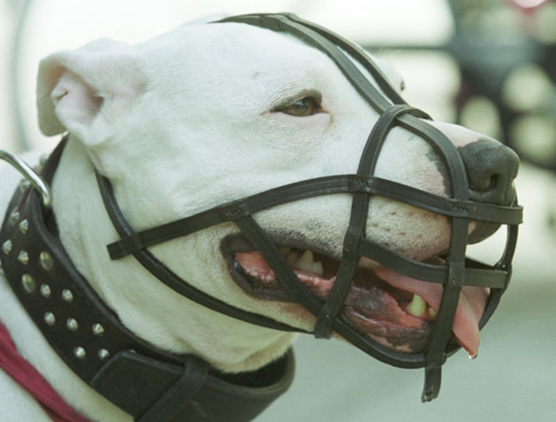 galleries/2010/10/29/dangerous-dogs/dangerous-dogs---pitbull_g3vurl