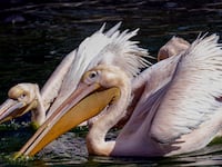 GettyImages-1239614154_utvzag