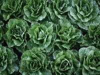 romaine_krdjcf
