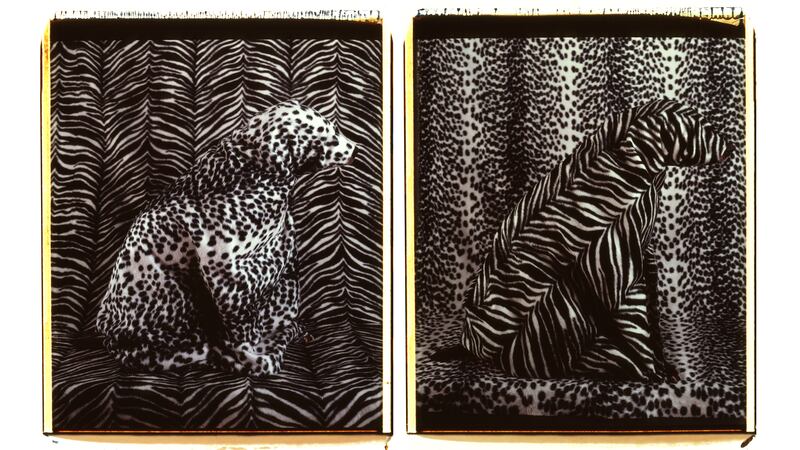 170929-p058_04030_Leopard_Zebra_1981_zixhjg