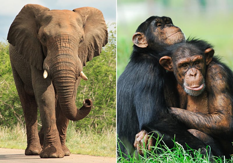 galleries/2010/11/28/animal-iqs/animal-iqs---elephants-chimps_v2imee