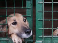 articles/2015/10/25/why-everyone-should-rescue-inside-the-life-of-an-unwanted-dog/151023-Dexter-Nale-rescue-dog-tease_cp7cda