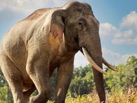 elephant