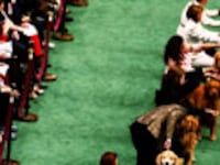 articles/2010/02/14/dog-names-of-the-future/rosenkrantz-dog-show_81611_karvkl
