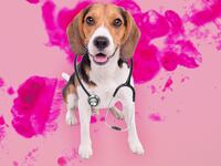 180823-basu-cancer-sniffing-dogs-tease_sydgsy