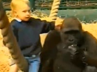 articles/2012/09/24/dad-why-i-let-my-18-month-old-daughter-play-with-gorillas/child-playing-with-gorilla-sykes_ffg4cd