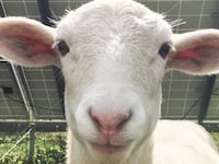 191206-Messer-Animal-rights-tease_qjzdn3