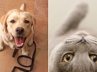 galleries/2010/11/28/animal-iqs/animal-iqs---dogs-cats_jkxm59