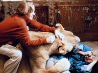 articles/2015/04/13/exclusive-watch-a-lion-maul-melanie-griffith-in-roar/150412-yamato-lion-attack-tease_bvauhk