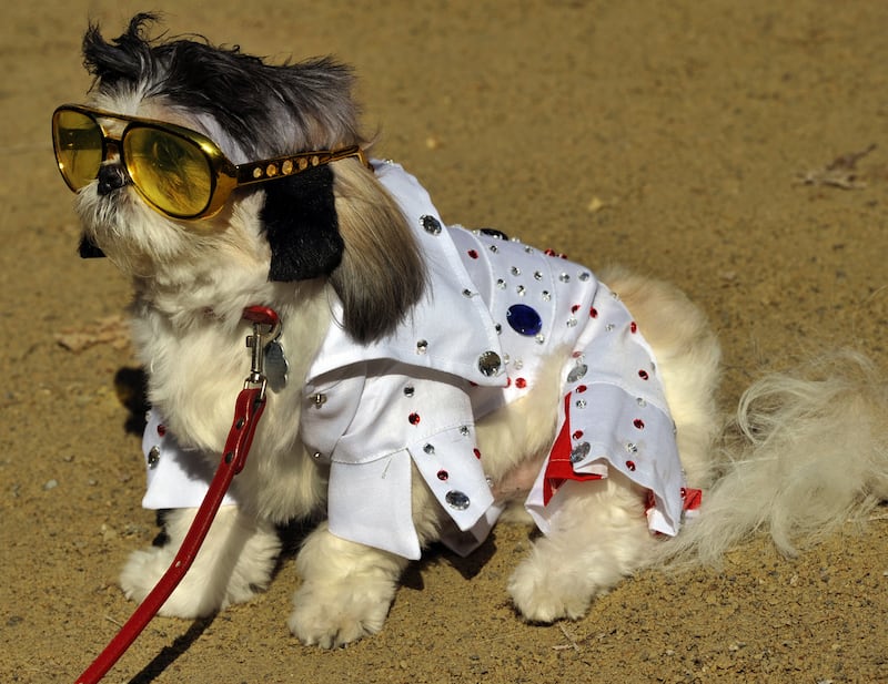 galleries/2012/11/03/blake-lively-usher-more-celebrities-crazy-about-their-dogs-photos/elvis-celeb-dogs_yz1fmk