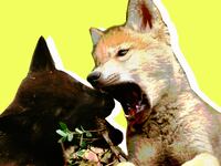 171010-171010-Briquelet-wolf-puppies-tease-2_slhaf5