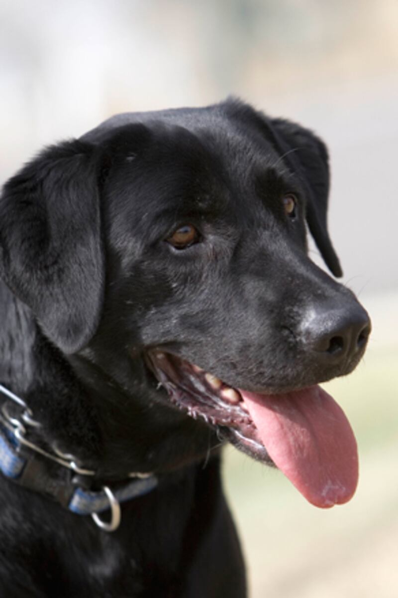 galleries/2010/10/29/dangerous-dogs/dangerous-dogs---lab_uh5hge