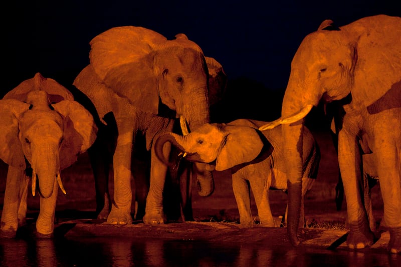 articles/2013/07/08/how-to-capture-an-elephant-excerpt-from-michael-daly-s-topsy/130707-Daly-Elephant-tease_cv40wv