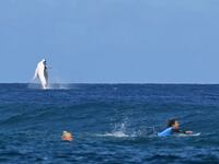 A whale breaches by the Olympic surfing competition