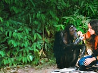 210427-lucy-chimp-tease_bjvbj8