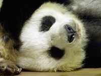 panda_dbfc23