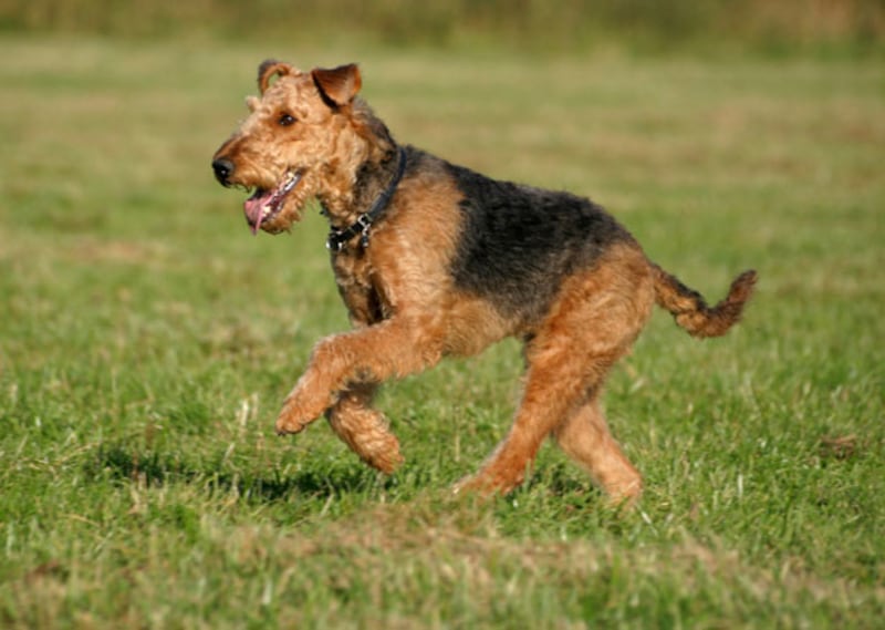 galleries/2010/10/29/dangerous-dogs/dangerous-dogs---airdale_h97mhx