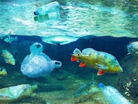 220725-Bender-plastic-pollution-lakes-tease_jxwrep
