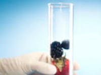 articles/2010/01/22/the-secrets-of-hybrid-fruit/slate-hybrid-fruit_77078_swvazw