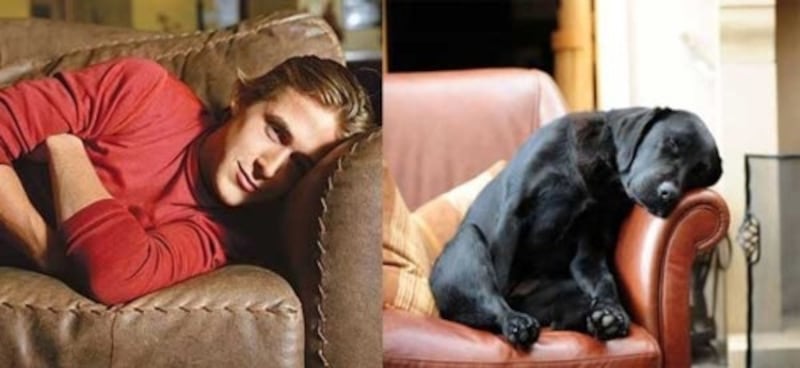 galleries/2012/04/05/ryan-gosling-memes-taxis-cuter-than-puppy-ex-boyfriend-gosling-and-more-photos/ryan-gosling-memes-puppy_lnycru