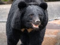 Asiatic black bear staring