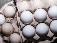 A hatchery at a poultry farm in Tehatta, West Bengal, India, on January 19, 2026. India is the world's second-largest egg producer, with approximately 142-149 billion eggs annually, and ranks among the top five in broiler chicken production, generating around 2.6 million tons of chicken meat. The leading egg-producing states are Andhra Pradesh, Tamil Nadu, Telangana, Karnataka, and West Bengal. (Photo by Soumyabrata Roy/NurPhoto via Getty Images)