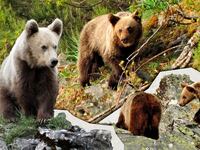 061722-richardson-bears-hero_kfmcrk