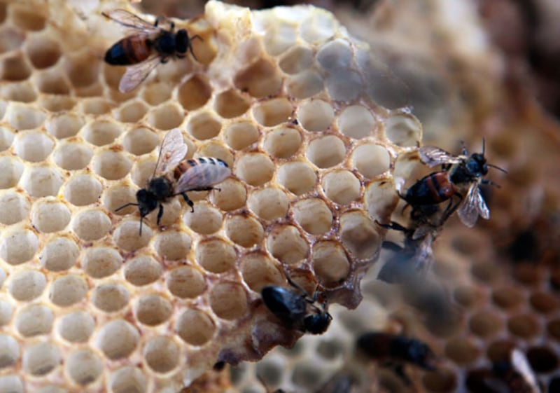 galleries/2011/01/03/animal-mysteries/animal-mysteries---honeybees_vrc2i4