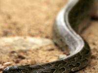 articles/2013/08/07/python-murder-mystery-how-did-a-snake-kill-two-young-boys/130806-python-attack-pelisek-tease_fnfoey