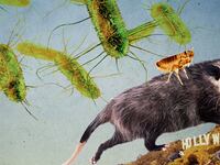flea on opossum hollywood sign in back with murine typhus cells in background los angeles la skid row pasadena lucas blanton cats rats cat rat david h. walker