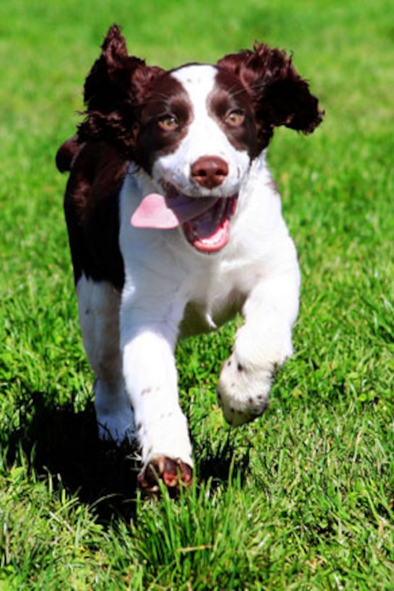 galleries/2010/10/29/dangerous-dogs/dangerous-dogs---springer-spaniel_uej4hz