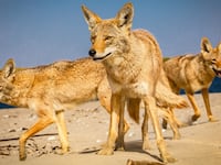 A pack of coyotes on the coast of Baja California Sur, Mexico.