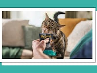 Cat being fed Reveal Pet Food.