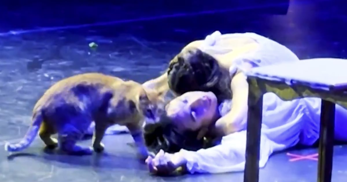 Dramatic Shakespeare Stray Cat Crashes Shakespeare Play and Upstages Performers