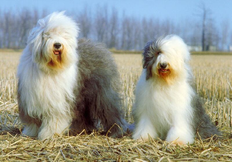 galleries/2010/10/29/dangerous-dogs/dangerous-dogs---english-sheep-dog_mwml9n