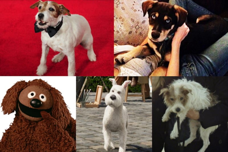 articles/2011/12/05/hollywood-s-top-dog-the-artist-star-uggie/year-in-dogs-tease_sghhtm
